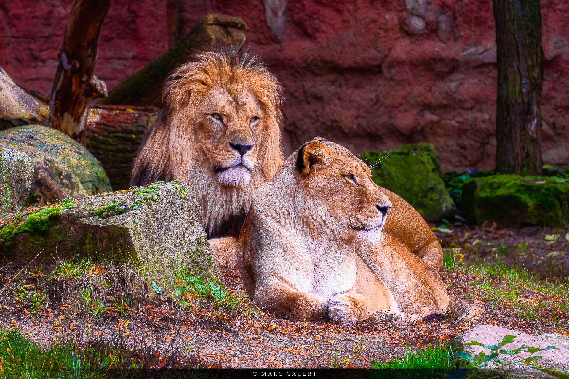 Löwen im Zoo Hannover